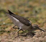 Common Sandpiper