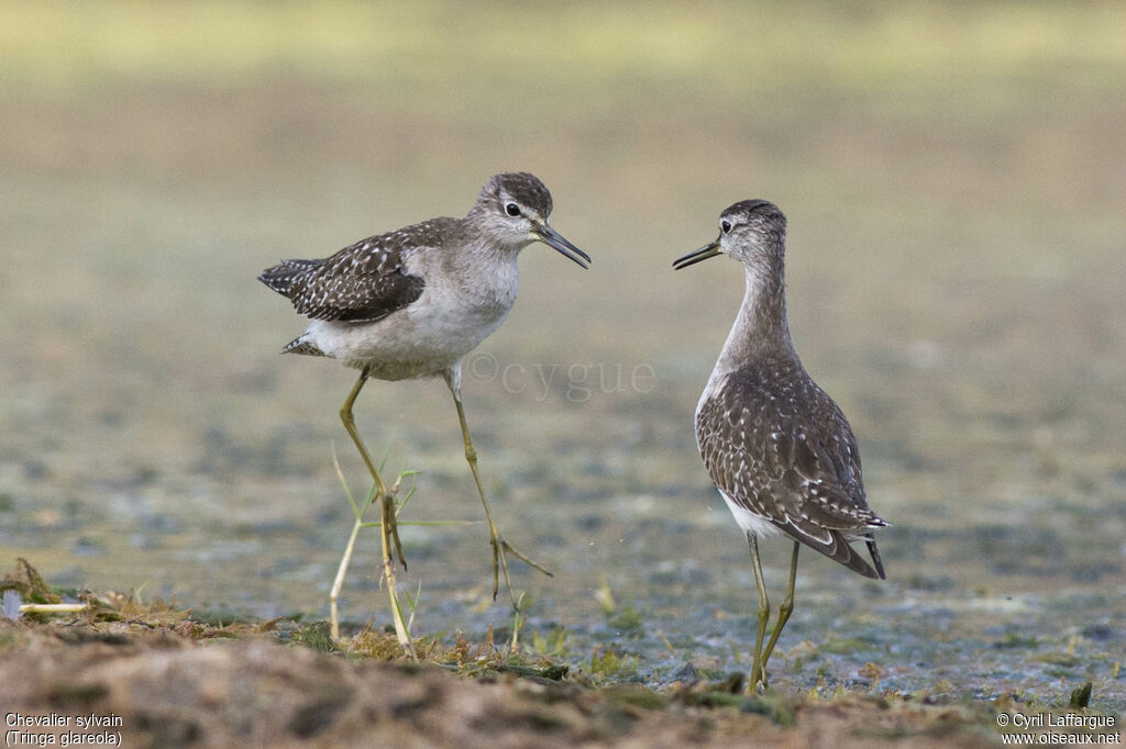 Wood Sandpiper