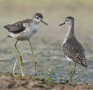 Wood Sandpiper