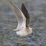 Wood Sandpiper