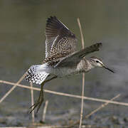 Wood Sandpiper