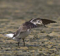 Wood Sandpiper