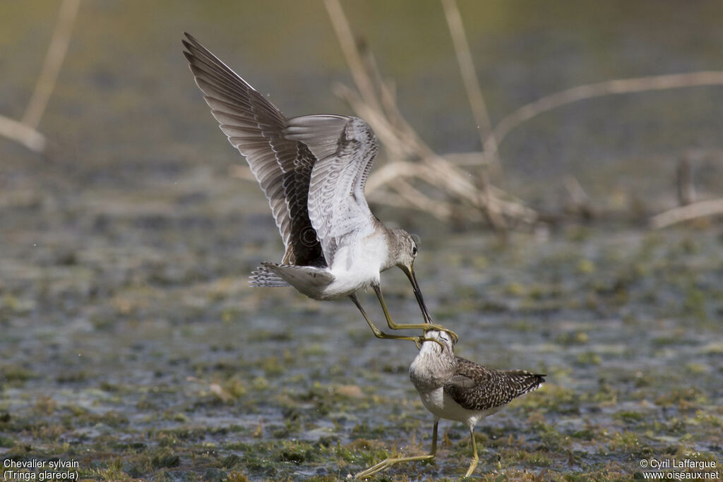 Wood Sandpiperadult, courting display