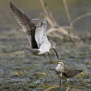 Wood Sandpiper