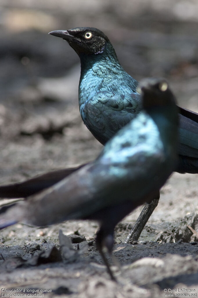 Long-tailed Glossy Starlingadult, identification