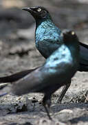 Long-tailed Glossy Starling