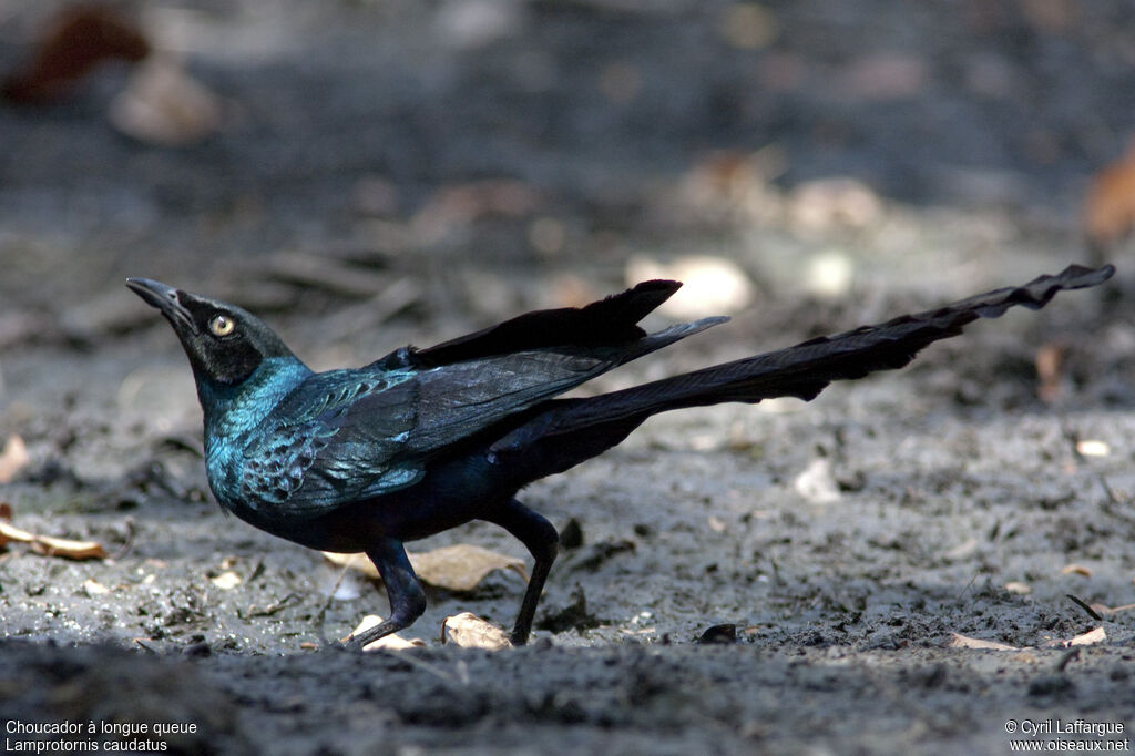 Long-tailed Glossy Starling, identification