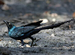 Long-tailed Glossy Starling