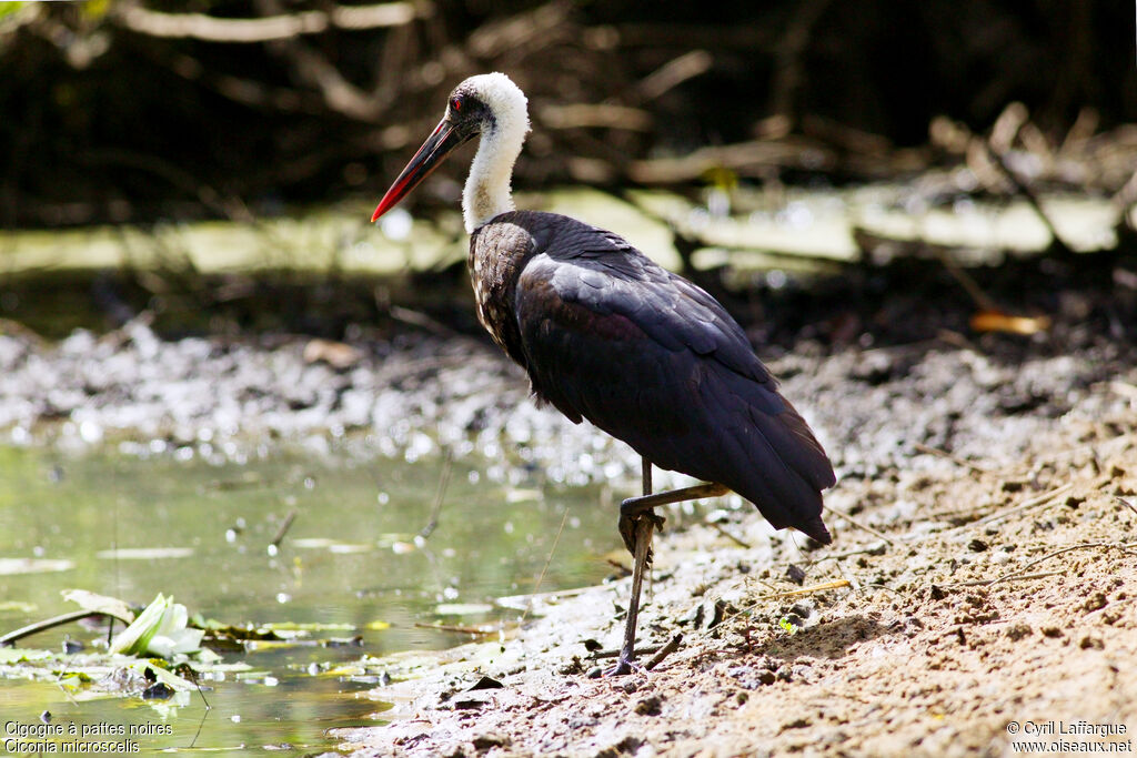 African Woolly-necked Stork