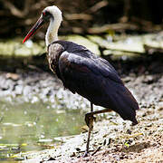 Cigogne à pattes noires