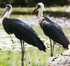 Cigogne à pattes noires