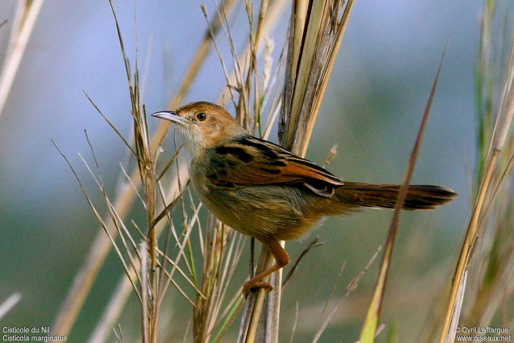 Winding Cisticola