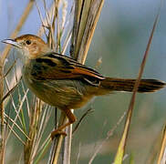 Winding Cisticola