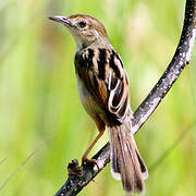 Winding Cisticola