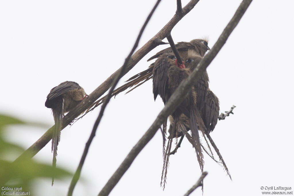 Speckled Mousebird