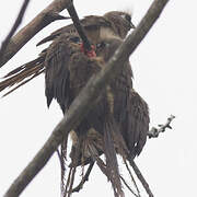 Speckled Mousebird