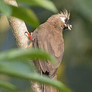 Speckled Mousebird