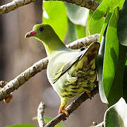 African Green Pigeon