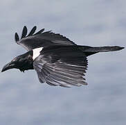 Pied Crow