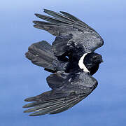 Pied Crow