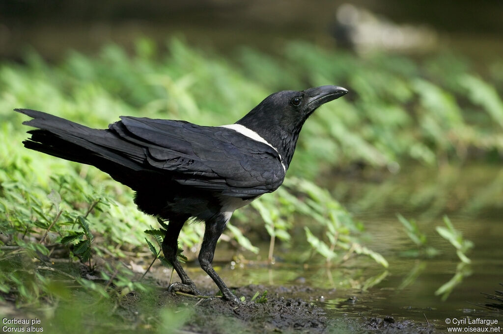 Corbeau pie