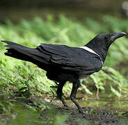 Pied Crow