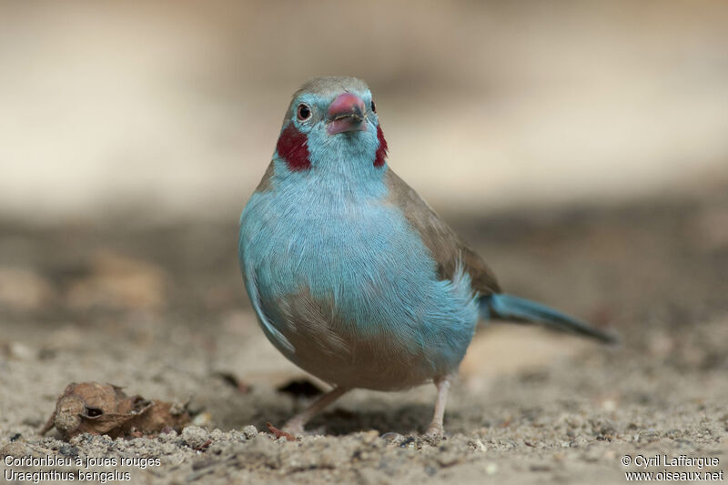 Red-cheeked Cordon-bleu male adult, identification