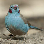 Red-cheeked Cordon-bleu