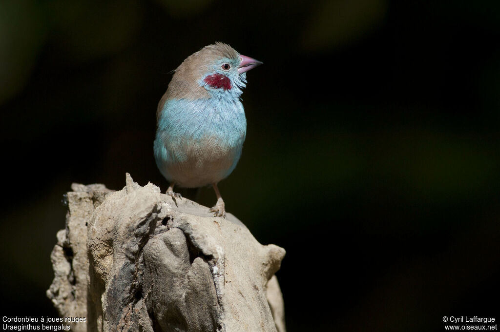 Cordonbleu à joues rouges mâle adulte, identification