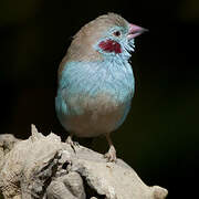 Red-cheeked Cordon-bleu