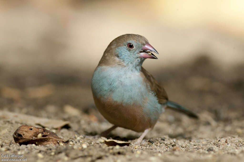 Red-cheeked Cordon-bleu female adult, close-up portrait