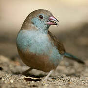 Red-cheeked Cordon-bleu