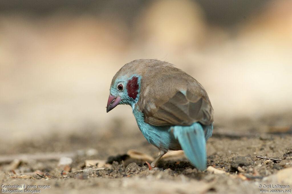 Red-cheeked Cordon-bleu male adult, identification