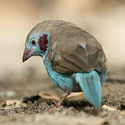 Red-cheeked Cordon-bleu