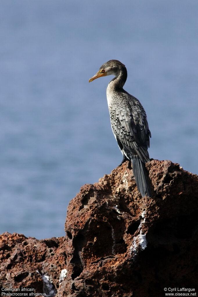 Reed Cormorant