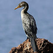 Reed Cormorant