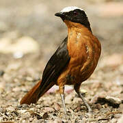 White-crowned Robin-Chat