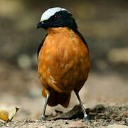 White-crowned Robin-Chat