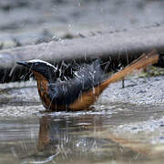 White-crowned Robin-Chat