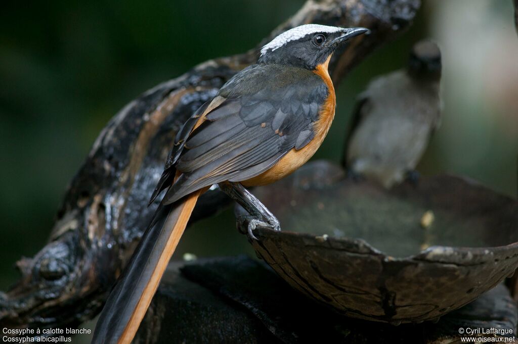 White-crowned Robin-Chatadult, identification