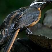 White-crowned Robin-Chat