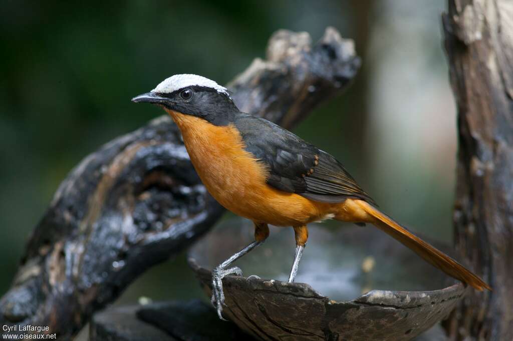 White-crowned Robin-Chatadult, identification