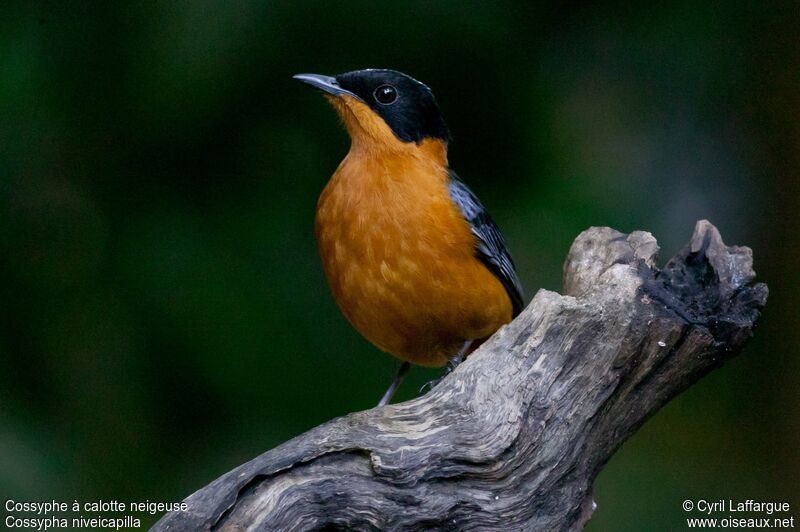 Snowy-crowned Robin-Chatadult, identification