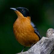 Snowy-crowned Robin-Chat