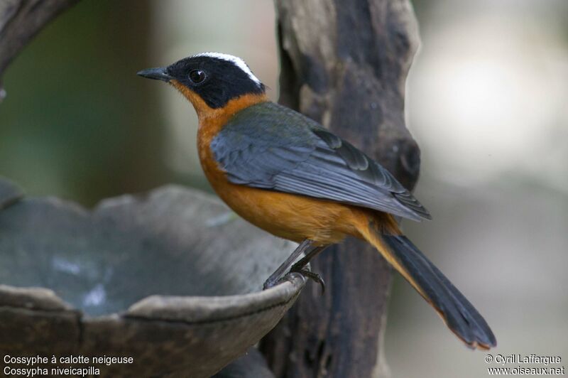 Snowy-crowned Robin-Chatadult, identification