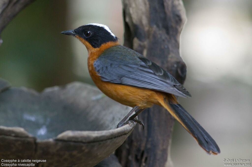 Snowy-crowned Robin-Chatadult, identification