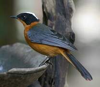 Snowy-crowned Robin-Chat