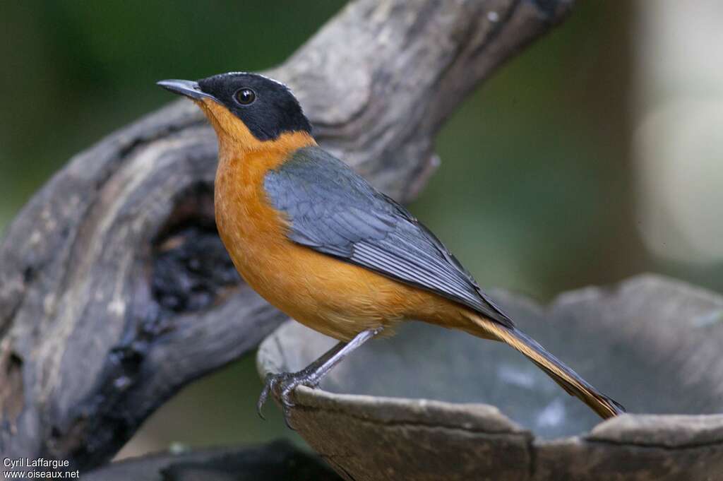 Snowy-crowned Robin-Chatadult, identification