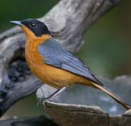 Snowy-crowned Robin-Chat