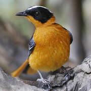 Snowy-crowned Robin-Chat